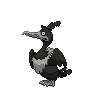 Nigosier obscur.png