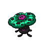 Rafflesia obscur f.png