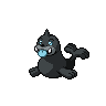 Otaria obscur.png