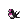 Nirondelle obscur.png