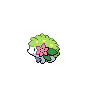 Shaymin Terrestre.png