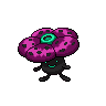 Rafflesia obscur.png